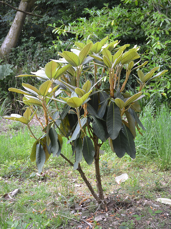 Rhododendron-falconeri-ssp. eximium-frm.jpg